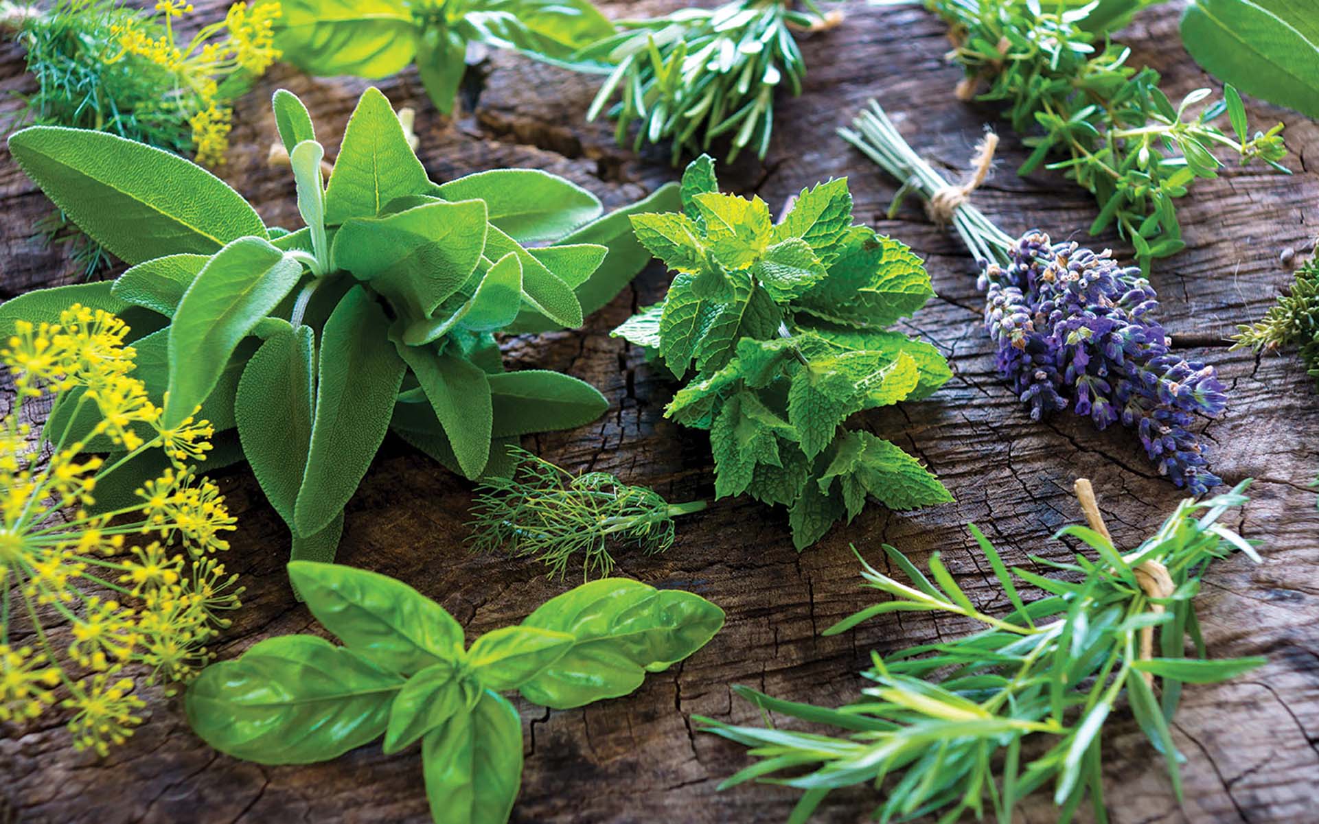 Food Herbs